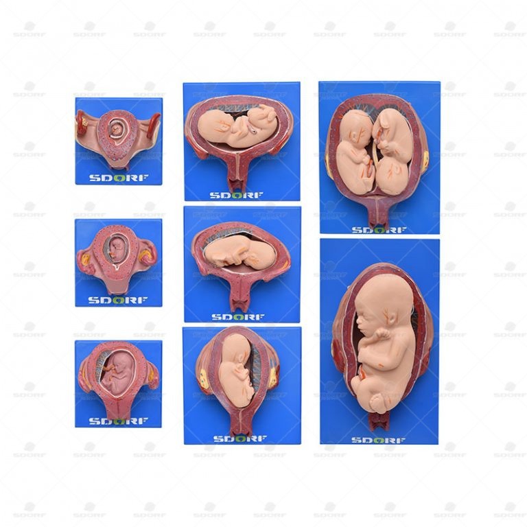 O Que é Anatomia Do Desenvolvimento