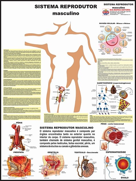 Painel de Anatomia Sistema Nervoso Mapas Escolares