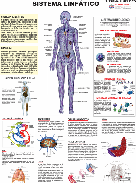 Painel Anatomia Sistema Linf�tico